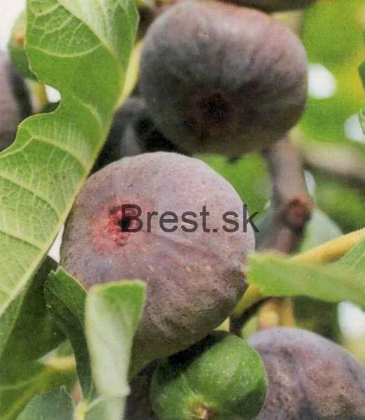 Ficus carica 'Györöki lapos'
